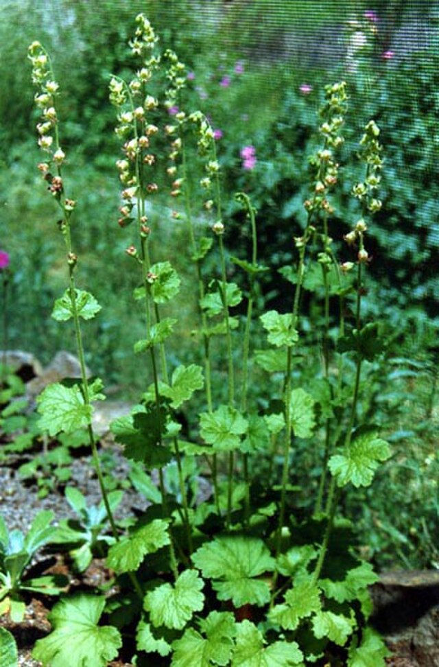 Thumbnail: Tellima grandiflora, Fringecups