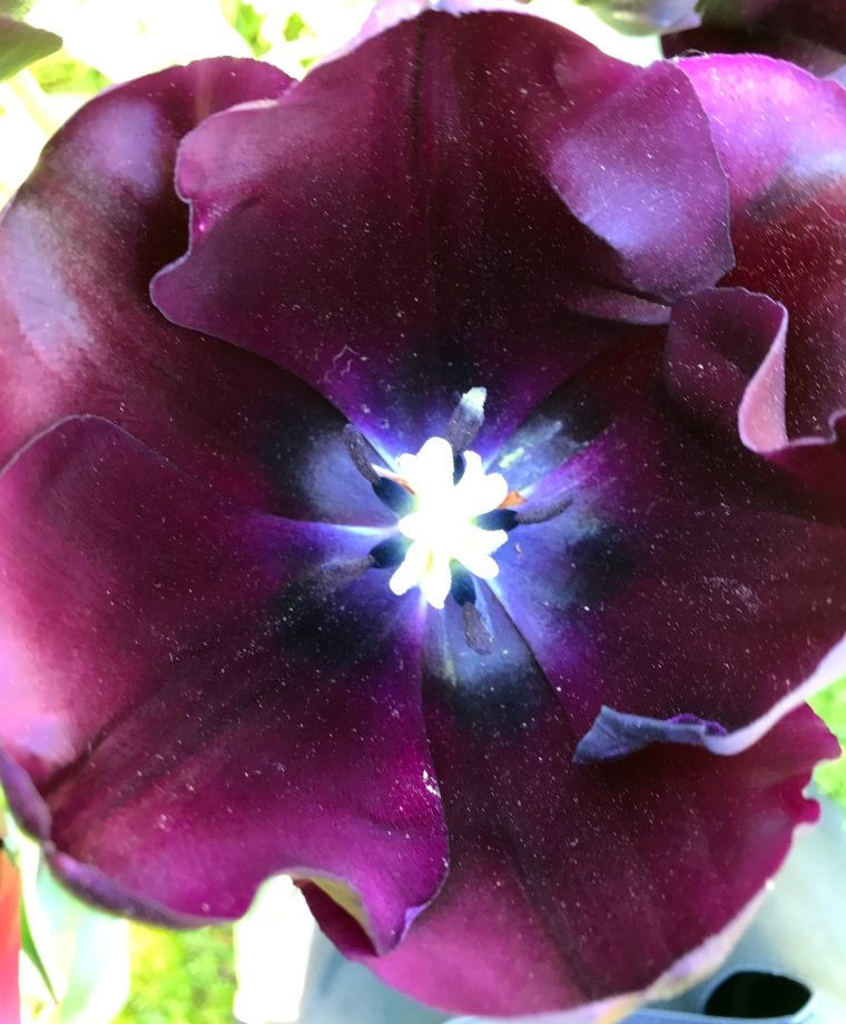 Thumbnail: Tulip Paul Scherer 10 bulbs