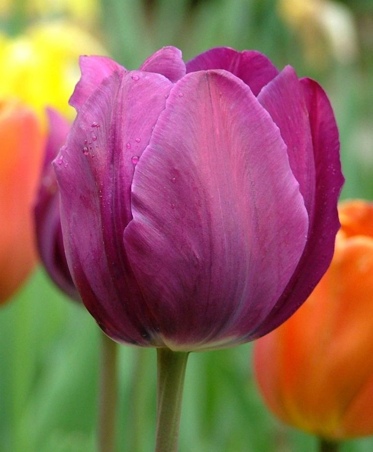 Thumbnail: Tulip Triumphant May Mix 30 bulbs