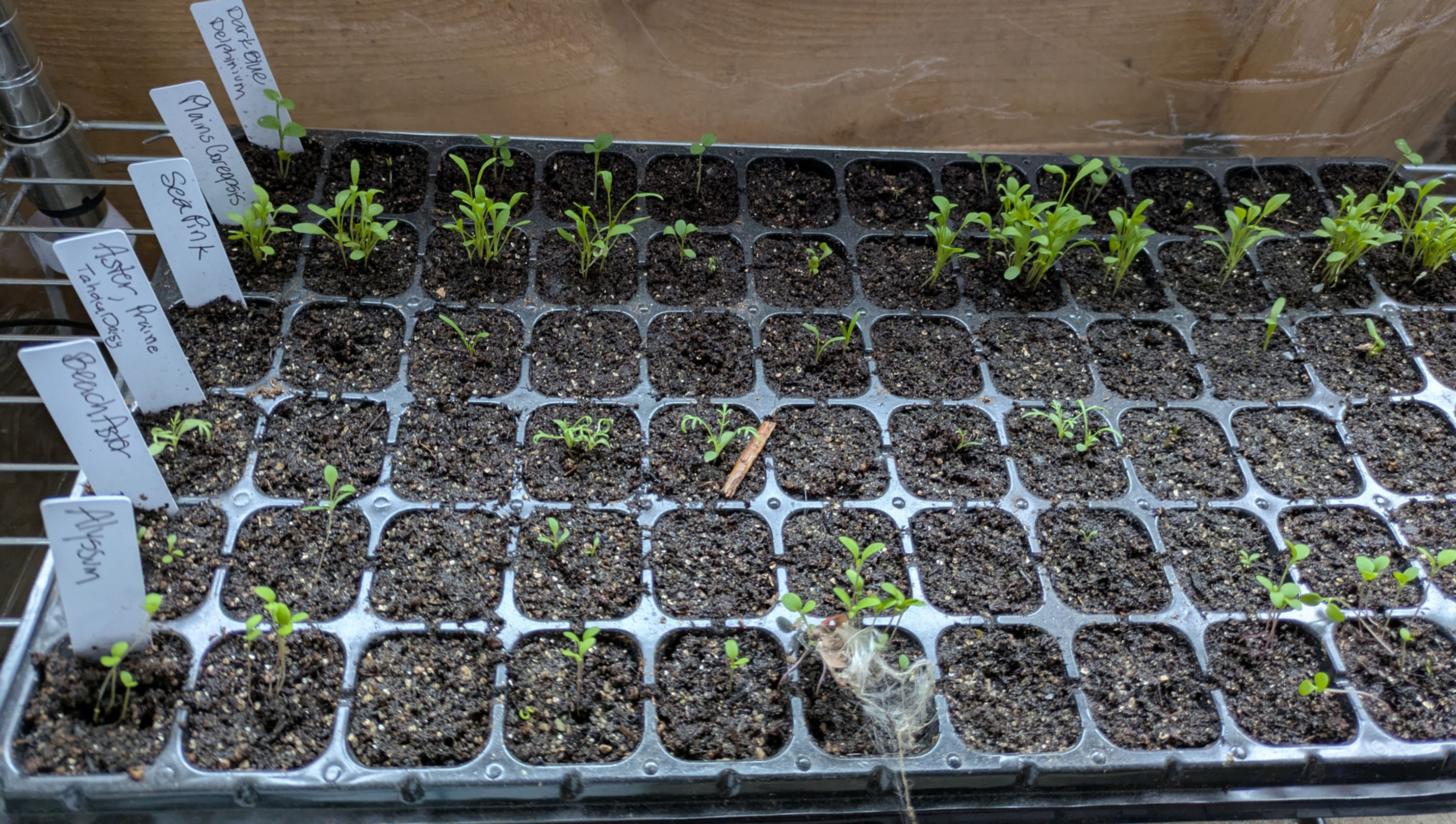 Seed Starting: 72-cell Nursery Tray and Base, 10" x 20"