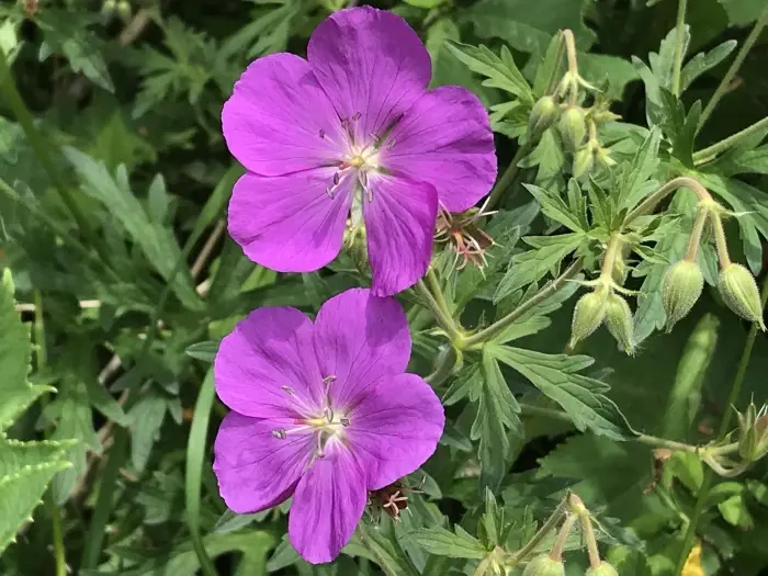 Thumbnail: Geranium oreganum, Oregon geranium, 3.5" burlap