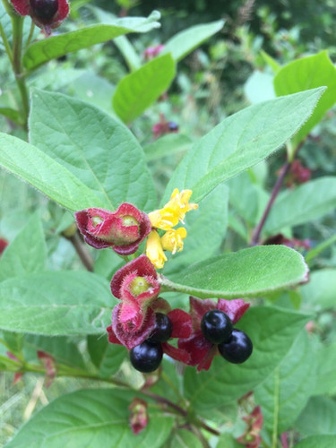 Lonicera involucrata, Black Twinberry 1 gallon | East PDX Plant Club
