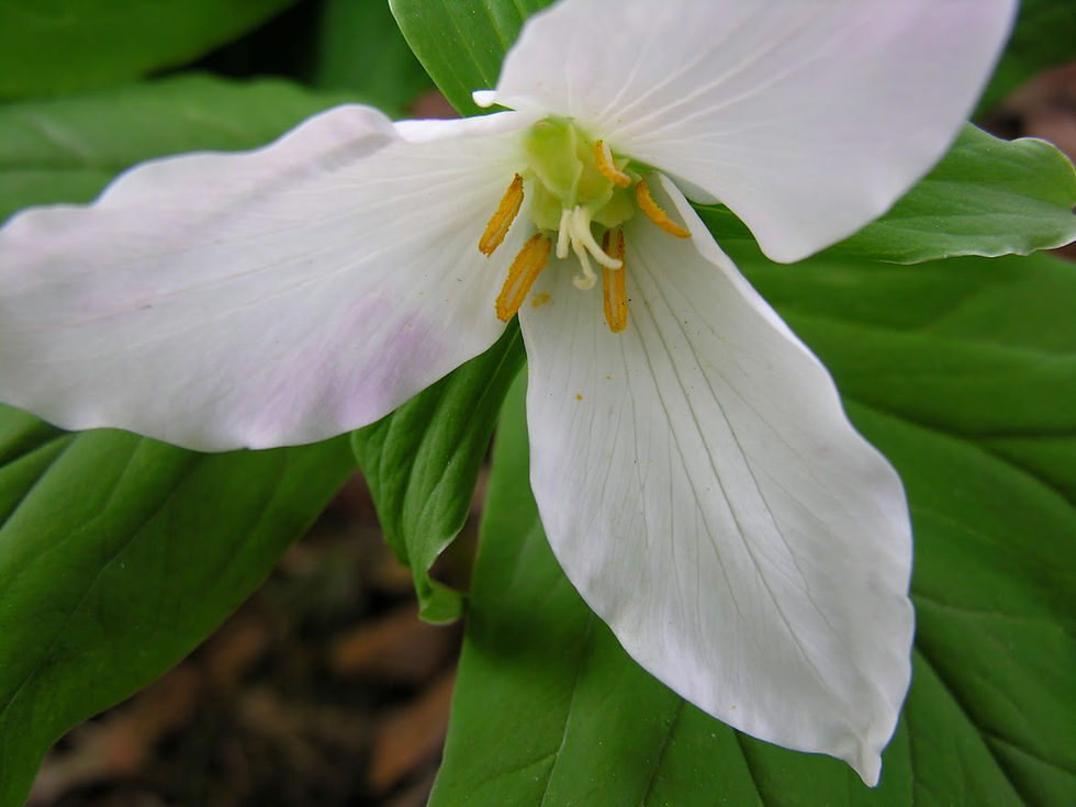 Thumbnail: Trillium ovatum, Coast Trillium 1 gallon
