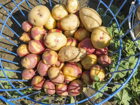 Why Grow Your Own Potatoes?