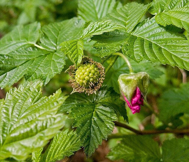 Thumbnail: Rubus spectabilis, Salmonberry 1 gallon