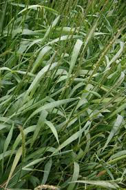 Elymus glaucus, Blue wildrye, 3.5"