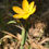 Thumbnail: Sisyrinchium californicum, Yellow eyed grass 3.5" pot