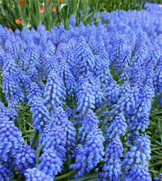 Thumbnail: Muscari Magical Mix 25 bulbs