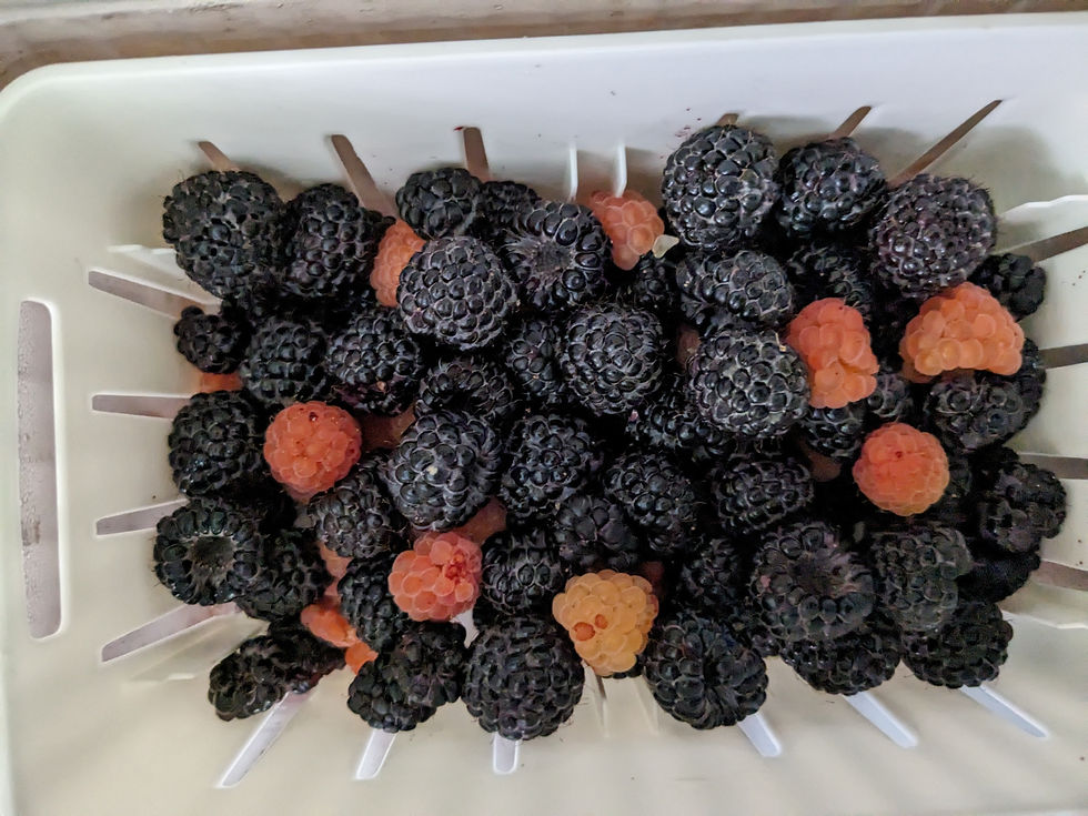 Thumbnail: Blackcap raspberry, 'Jewel' 1 gallon