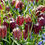 Thumbnail: Fritillaria meleagris 25 bulbs