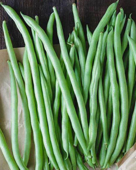 Bean, Bush, Blue Lake seed