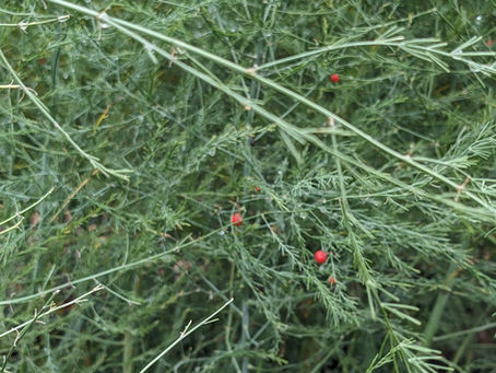 Why Should You Order Asparagus Crowns Right Now?