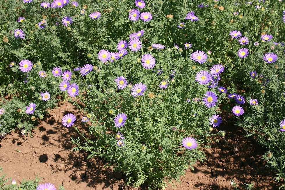 Thumbnail: Machaeranthera tanacetifolia, Prairie Aster seed