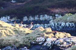 Geese, Isle of South Uist