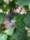 nid oiseau vignes 2019 (2).JPG