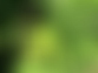 Louisiana Legislature Fails to Approve Ban on THC Edible Products