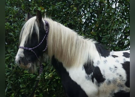 Thumbnail: Sjamanendrum Paard 47 cm 