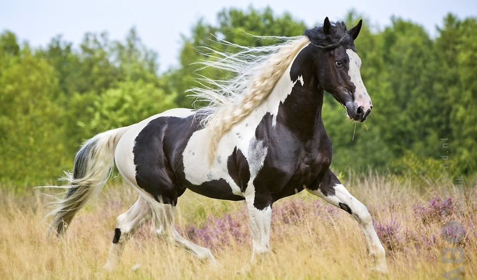 Thumbnail: Sjamanendrum Paard 42 cm lichtgewicht 