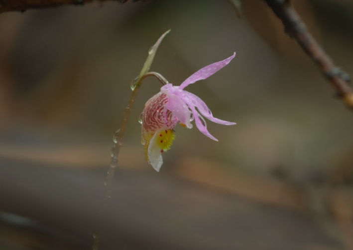 Image tirée du documentaire, Dans la forêt