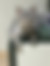 sahiplendirme için kedi ilanlari gösteren ikinci küçük fotoğraf