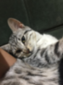 kedi sahiplendirme ilanları