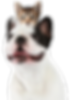 Close-up of a white and black bulldog with its tongue out, facing forward against a grey background