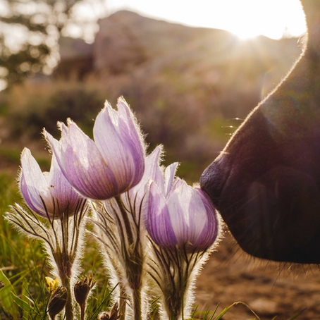 Why Social Media Still Matters for Veterinary Hospitals in 2026