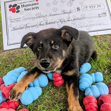 Pet Value & KONG