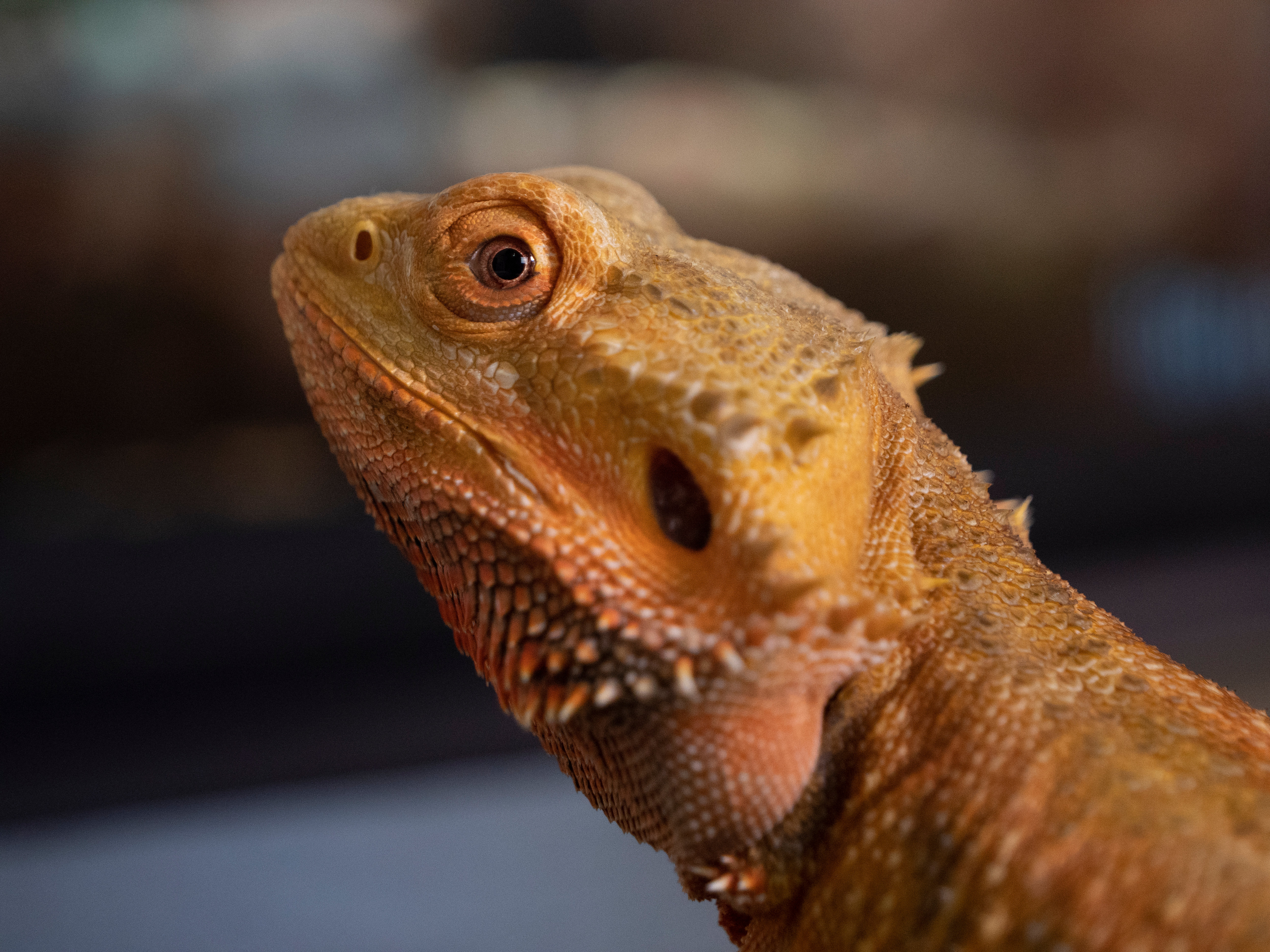 Male Citrus Bearded Dragon Emerald Scales