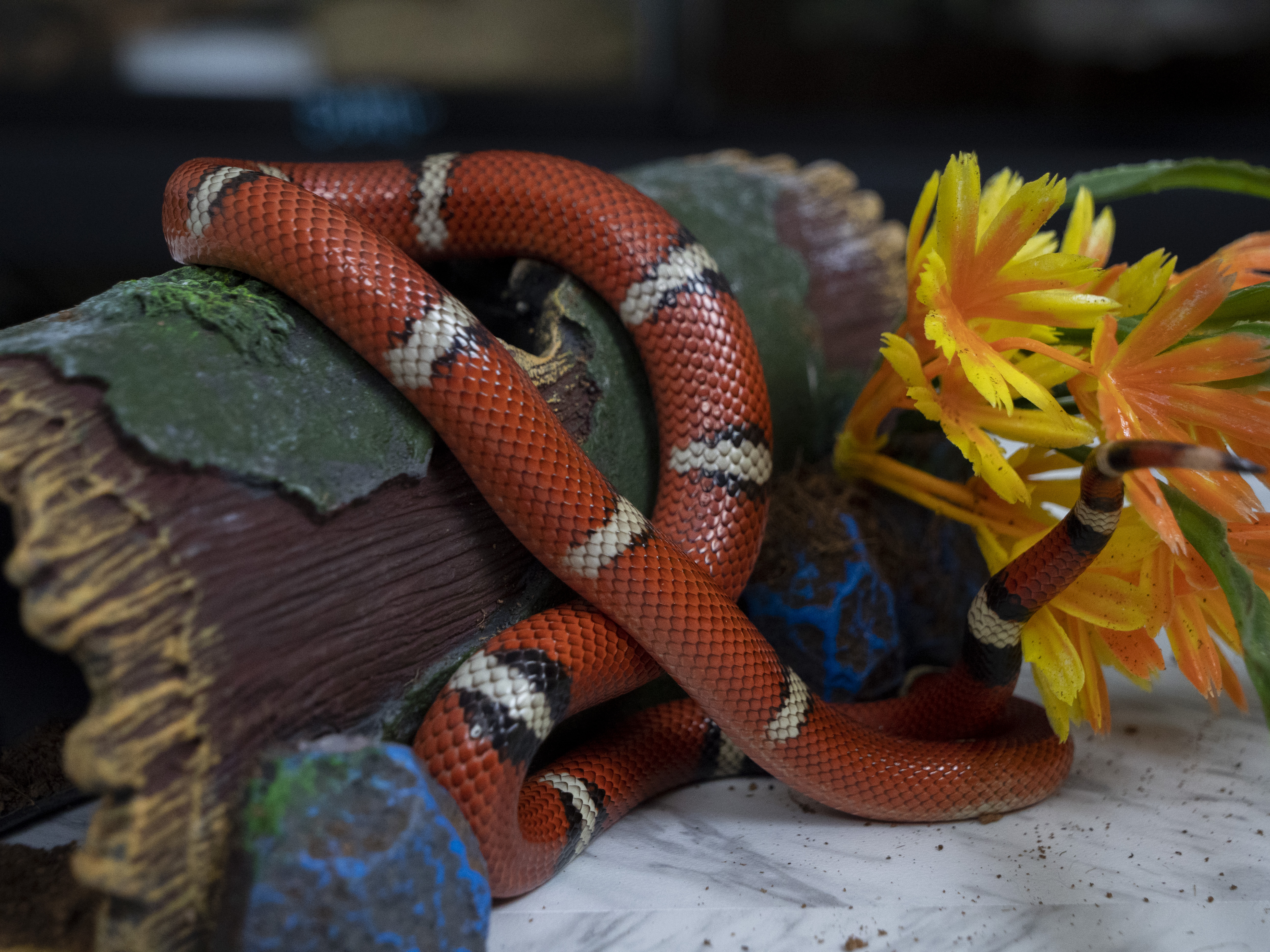 sinaloan milksnake sinaloan milksnake