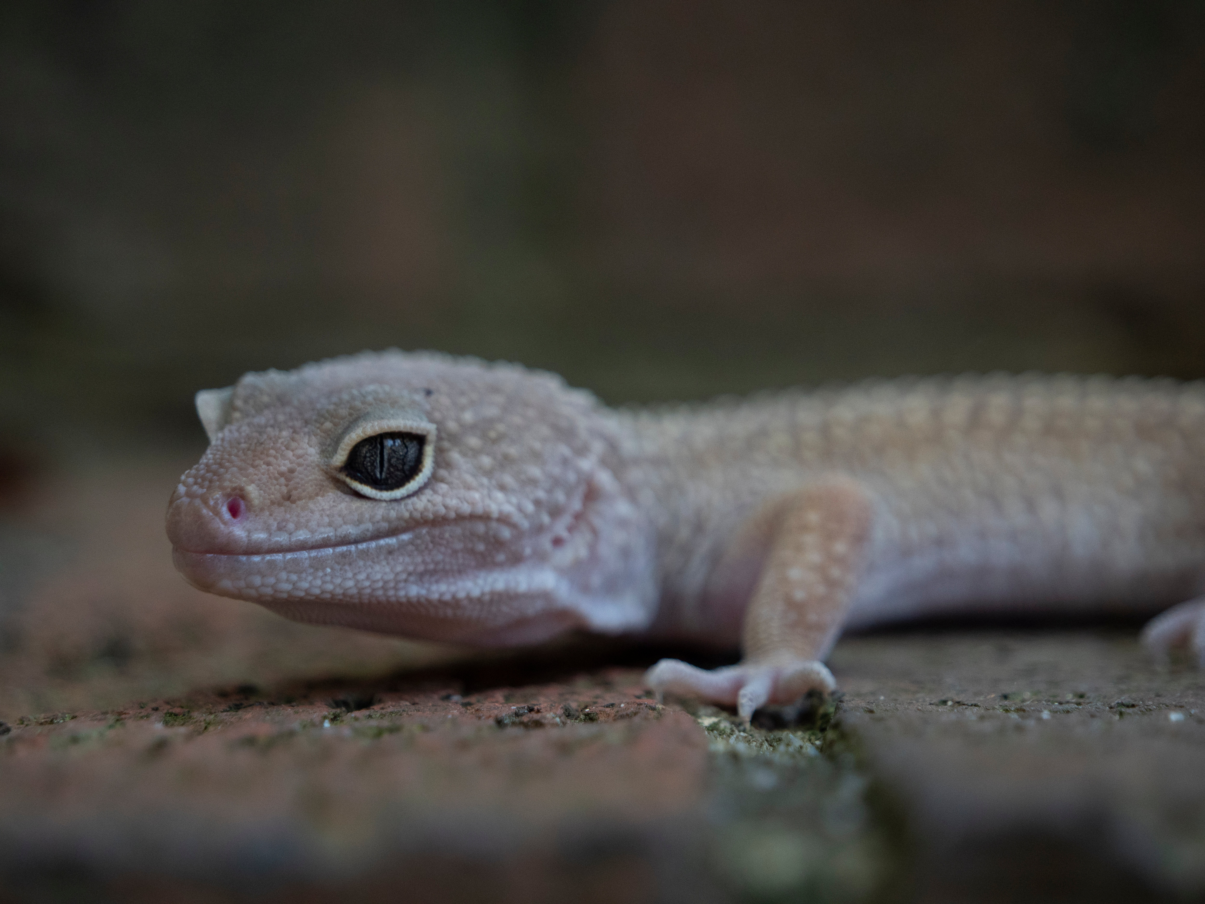 Male Murphy Patternless Leopard Gecko | Emerald Scales