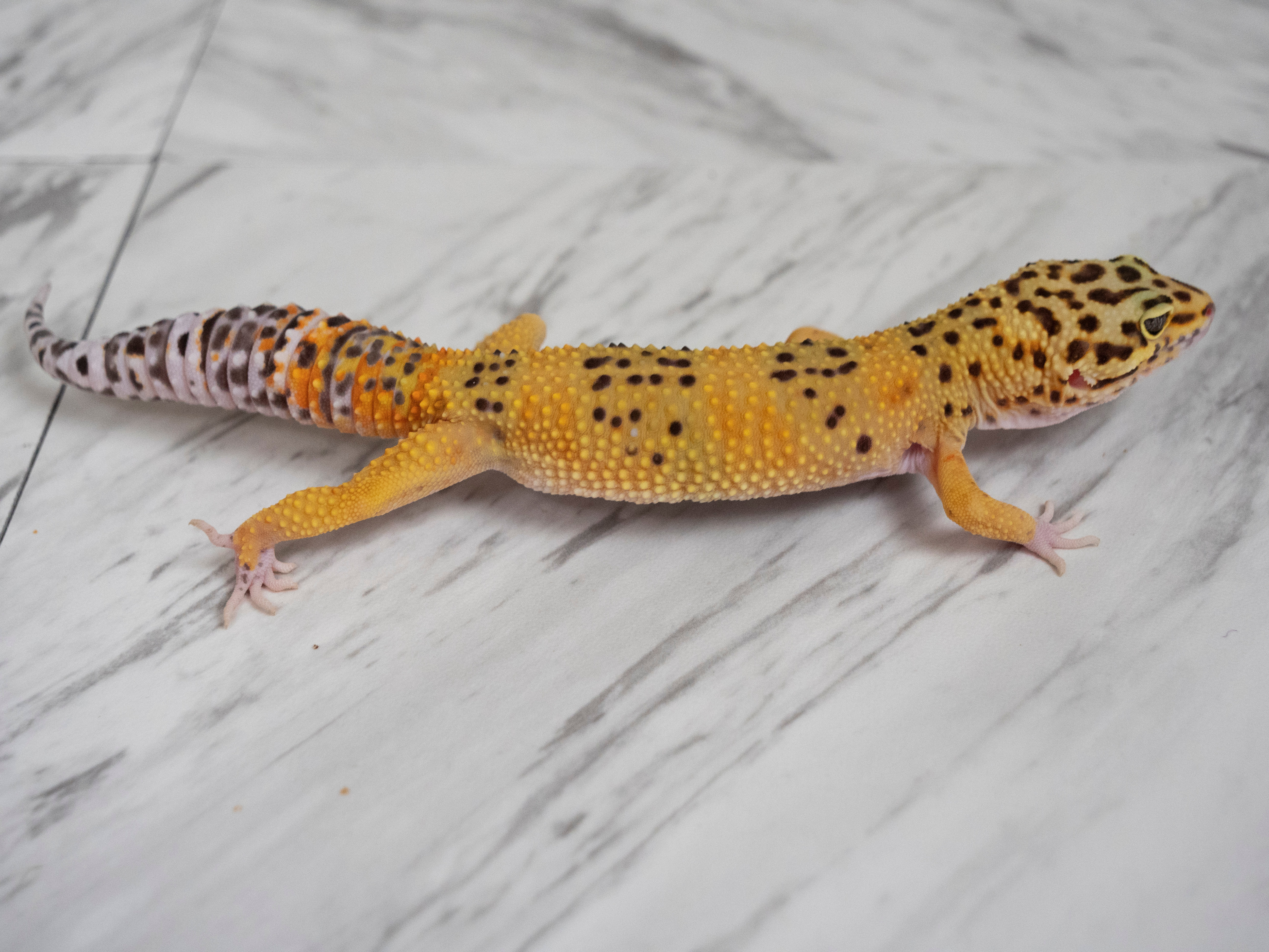 Female Hypo Leopard Gecko