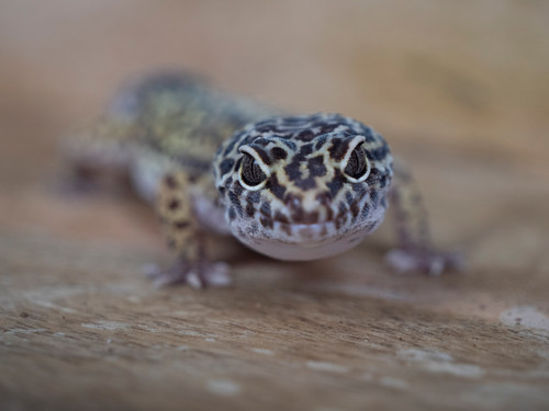 Adult Female Leopard Gecko Emerald Scales