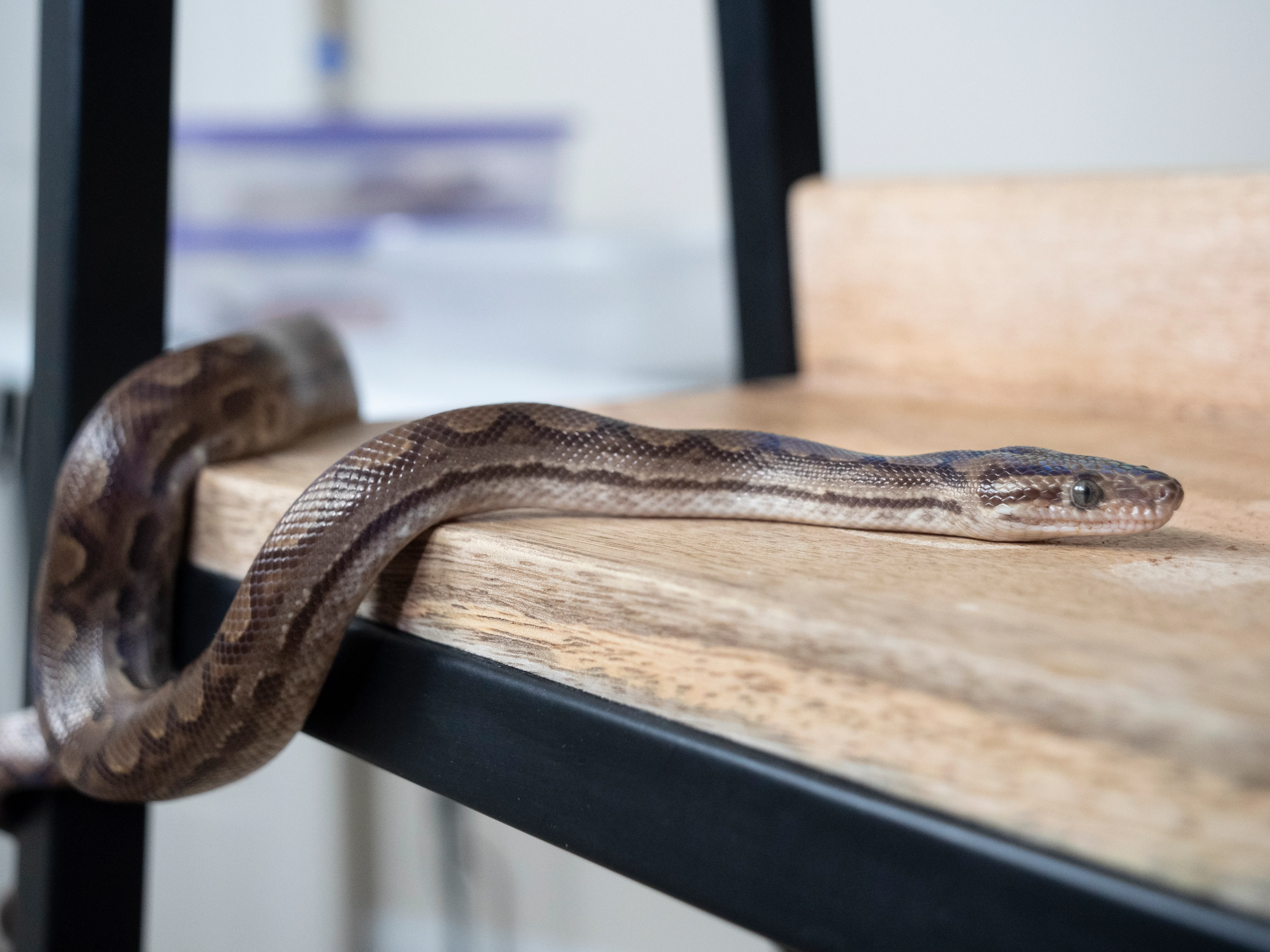 Juvenile Male Het T Positive Albino Colombian Rainbow Boa