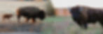 BisonBanner.jpg