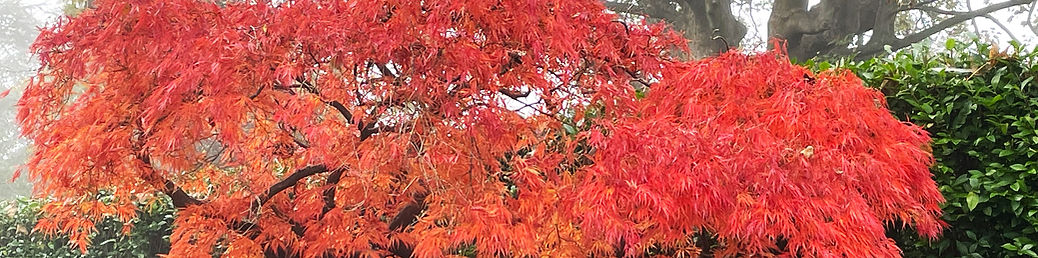 IMG_6308, Seears Park community nursery, 18.10.24 ed.JPG