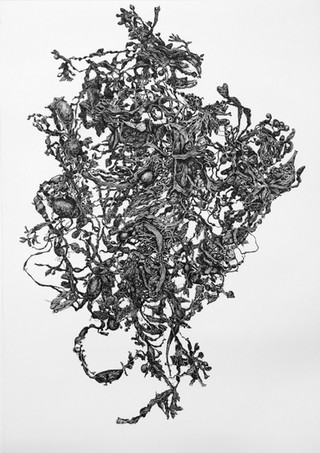 Zeewier