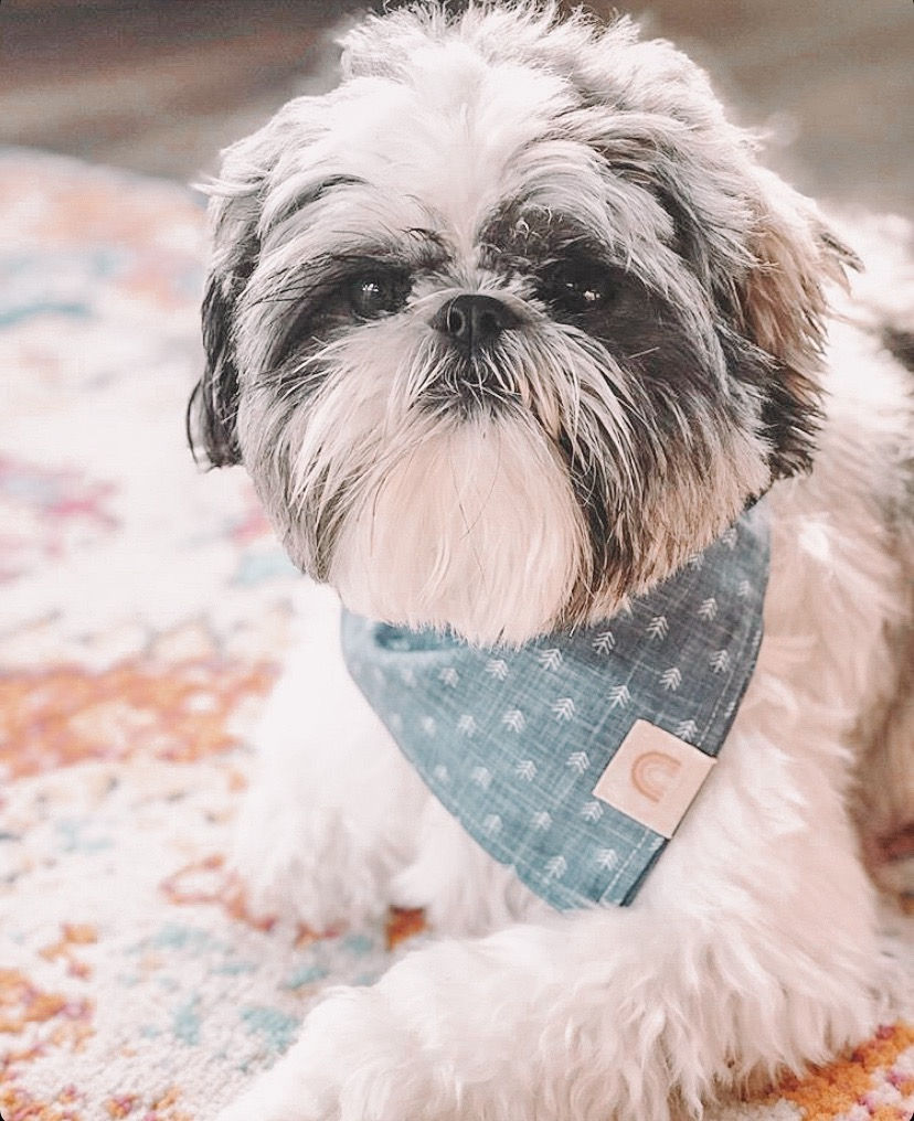 Thumbnail: Adventure Arrows Dog Bandana