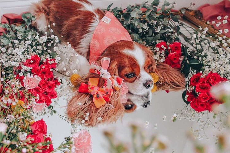 Thumbnail: Flower Girl Hair Bow