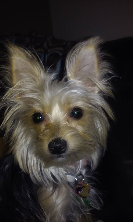 Nola my Morkie (maltese & yorkie) super cute!