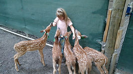 Doe fawns for sale | buck fawns for sale