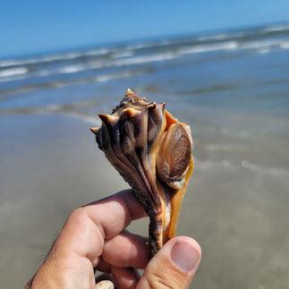Diverse wildlife spotted during a Cherry Grove kayaking adventure