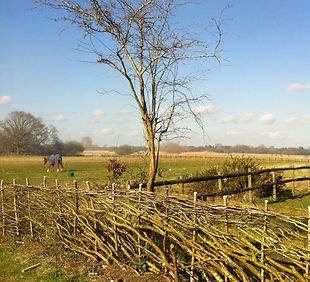 Hedge Laying