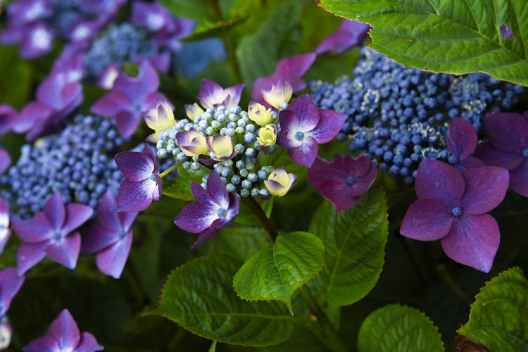 Hortens violet