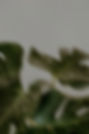 Leaves.jpg