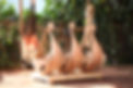 0A7B9665.JPG