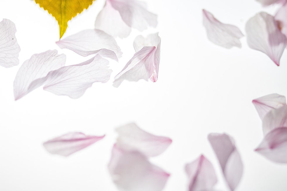 petals-2232267_1280.jpg