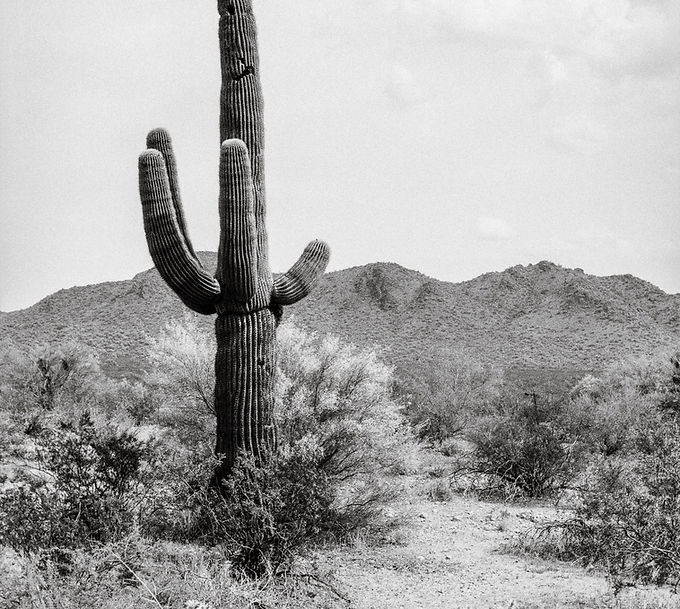 Saguaro-1.jpg