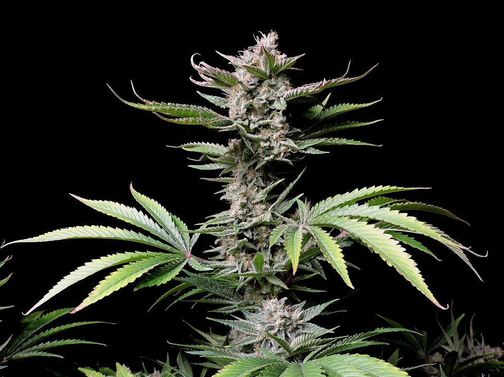 Miniaturbild: Cherry Cola Auto