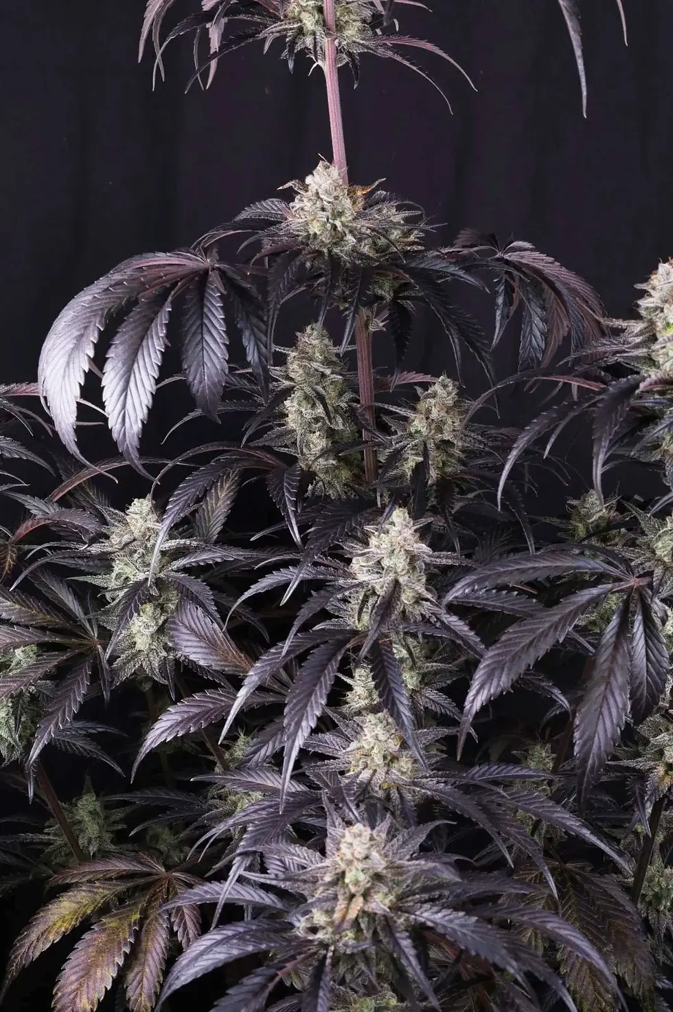 Miniaturbild: Strawberry Gorilla RF3 Auto